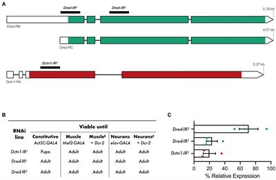 Reduced levels of ALS gene DCTN1 induce motor defects in Drosophila